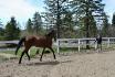Massimo et son beau trot aérien