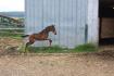 Robinson, poulain oldenburg par Routinier