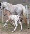 un poulain curloosa: papa curly, maman appalosa