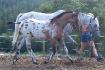 Le beau curloosa *Snowman Magic, juste pour le...