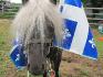 Stud le mini de mon amie (lui aussi fan de la st-jean)