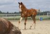 Cooper 1 mois