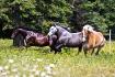 Lazur, Max & Daisy - Photo prise par Elise Genest