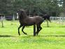 Mon pitou qui fait de l'atittude au galop haha 