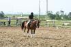 Salut. Compétition dressage initiation pas et...