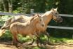 Gold et Thunder en tandem (photo par Zoom)