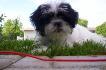 Fluffy qui mange de l'herbe...tite vache!