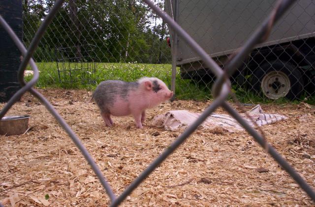 Elle est trop cutteeeee! Une petite BB cochon! Elle aime se...