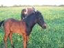 mon poulain a 1 mois