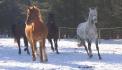 Zodiaque (le gris ) mon cheval et ses compagnons cette hiver !