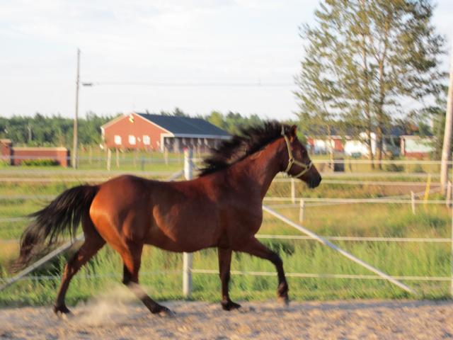 Galop. Le gros au galop