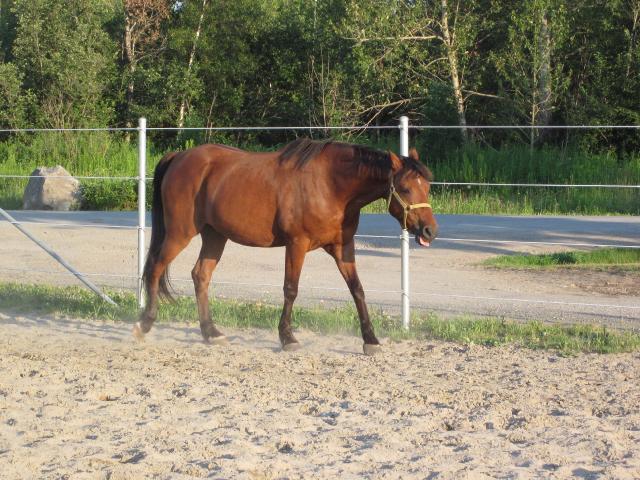 Équinoxe , mon cheval