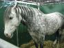 Lusitanien au Salon du cheval à Paris 2009