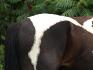 des fesses de Vache ou de cheval ? LOL