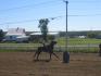 Ma Standardbred au darpeau