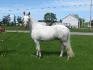 Absolute Tribal : Sport Pony  3ans 