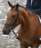 Bentley, mon ancien cheval au JeQ