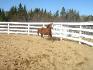 zipped supreme       jument paint horse