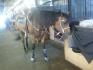 mon nouvo kit ZEBRE g tt sauf la selle :( elle...