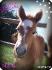 Ma belle petite demi Gypsy Vanner! 