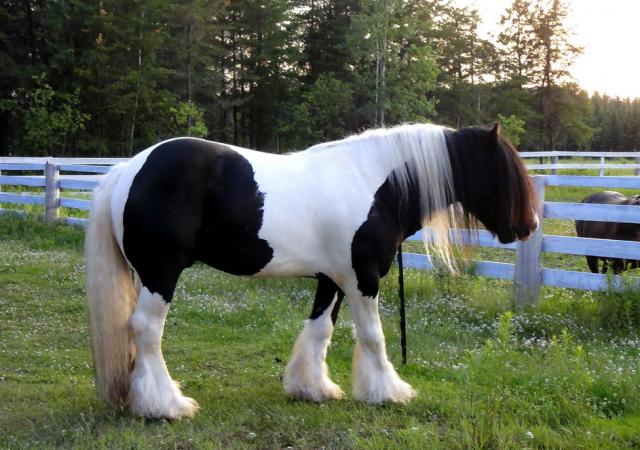 étalon, gypsy. Romane, étalon gypsy cob