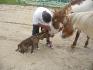 La rencontre du chien de mon gars avec les chevaux.