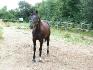 mon trotteur Iso