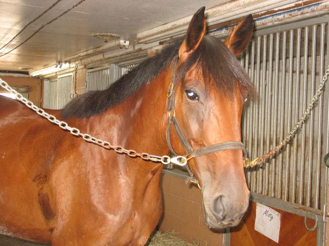 Standardbred. Mia standardbred 5 ans