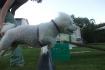 Poupoune Bichon Friser Pur race et je crois enregistre de 6 ans...