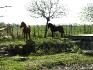 Poneys pottock et landais