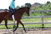 Cheval volant! (L)