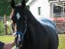 ahh la douche! Cheval de la GRC cet été!&#9829;