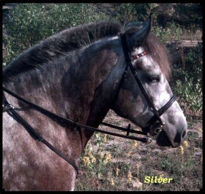 En rando avec Silver il a de ça déjà 3 ans. :)
