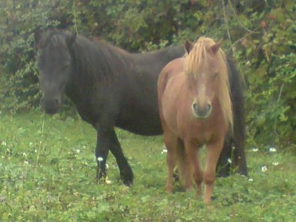 photo par VaVa92 Ils sont pas mignon ?