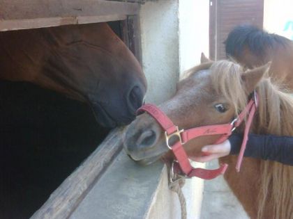 photo par VaVa92 La petite Shweps et le nez d'Isabelle !