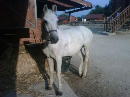 photo par VaVa92 Calou, un des meilleurs poney d'obstacle que je n'est jamais vu !