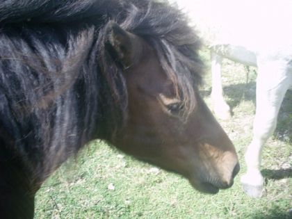 Anatole Le poney a grand crin hehe (c le copin de pre de mon...