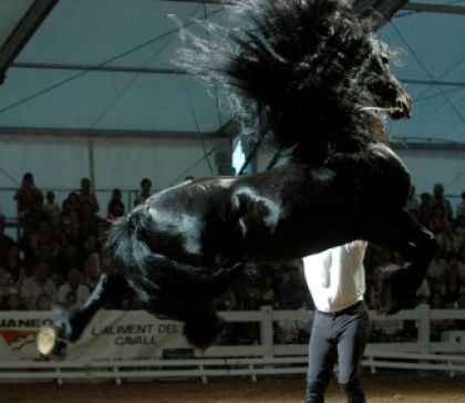 Superbe ! Sam un étalon frison spectacle de juin 2010 :-D