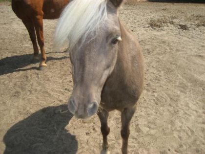 didi le poney trop cute