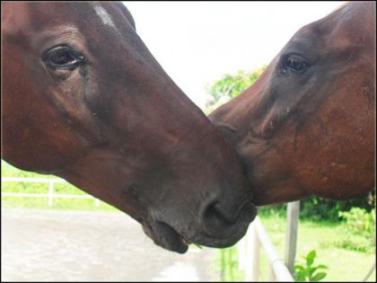 Pic Pocket & Nadir 
