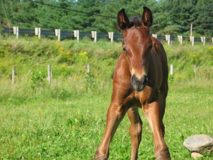 C'est tellement expressif un poulain! Temprano, 1 mois et 1 jour