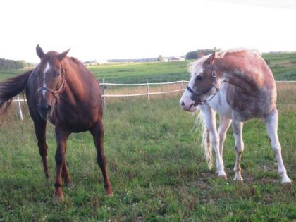 La Grosse Jessy Et La Grosse Zora ! A L'écurie De Mon Cheval ! 5...
