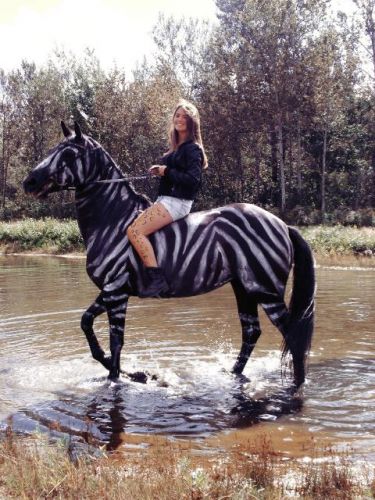 The Zebra Horse, concept photo de Midnight et moi ! 