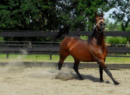 Chikka qui se l&acirc;che. J'aime beaucoup cette photo & vous ? 