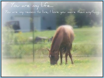 Mon cheval c`est ma vie.