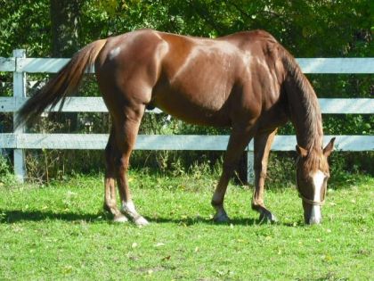 mon cheval :)
