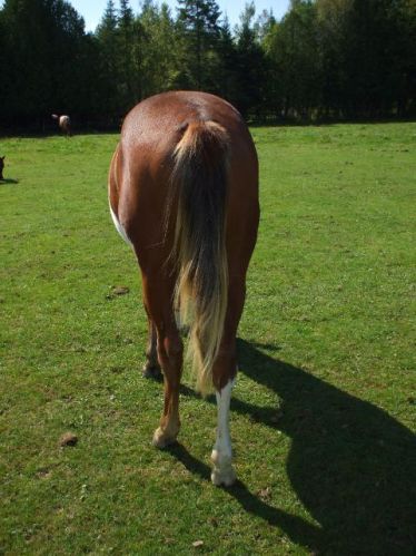 les fesses a mon poulain