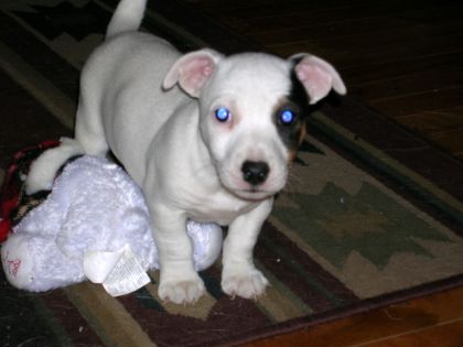 mon nouveau chien spur