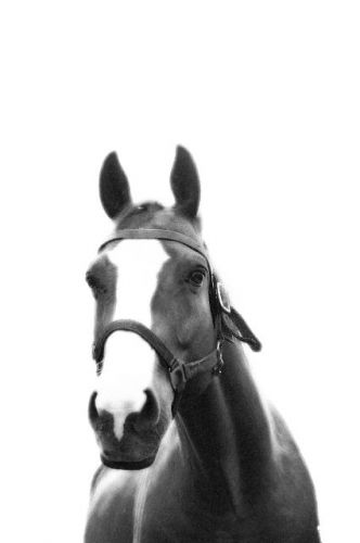 Tom! Le cheval de mon chum