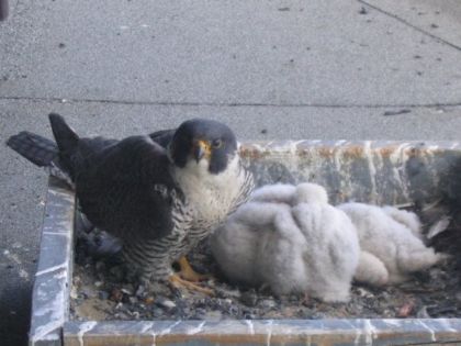 Faucons P&eacute;lerins - Une tr&egrave;s belle petite famille ! (L)  Mai...